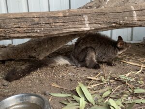 Greater Glider Petauroides volans