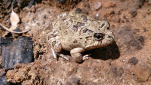Ornate burrowing frog Platyplectrum ornatum 