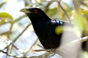 Eastern Koel - Pic by Birdlife Australia