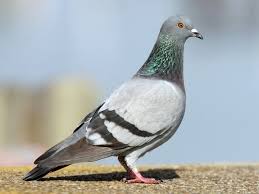 Feral Pigeon ecotours Roma Queensland