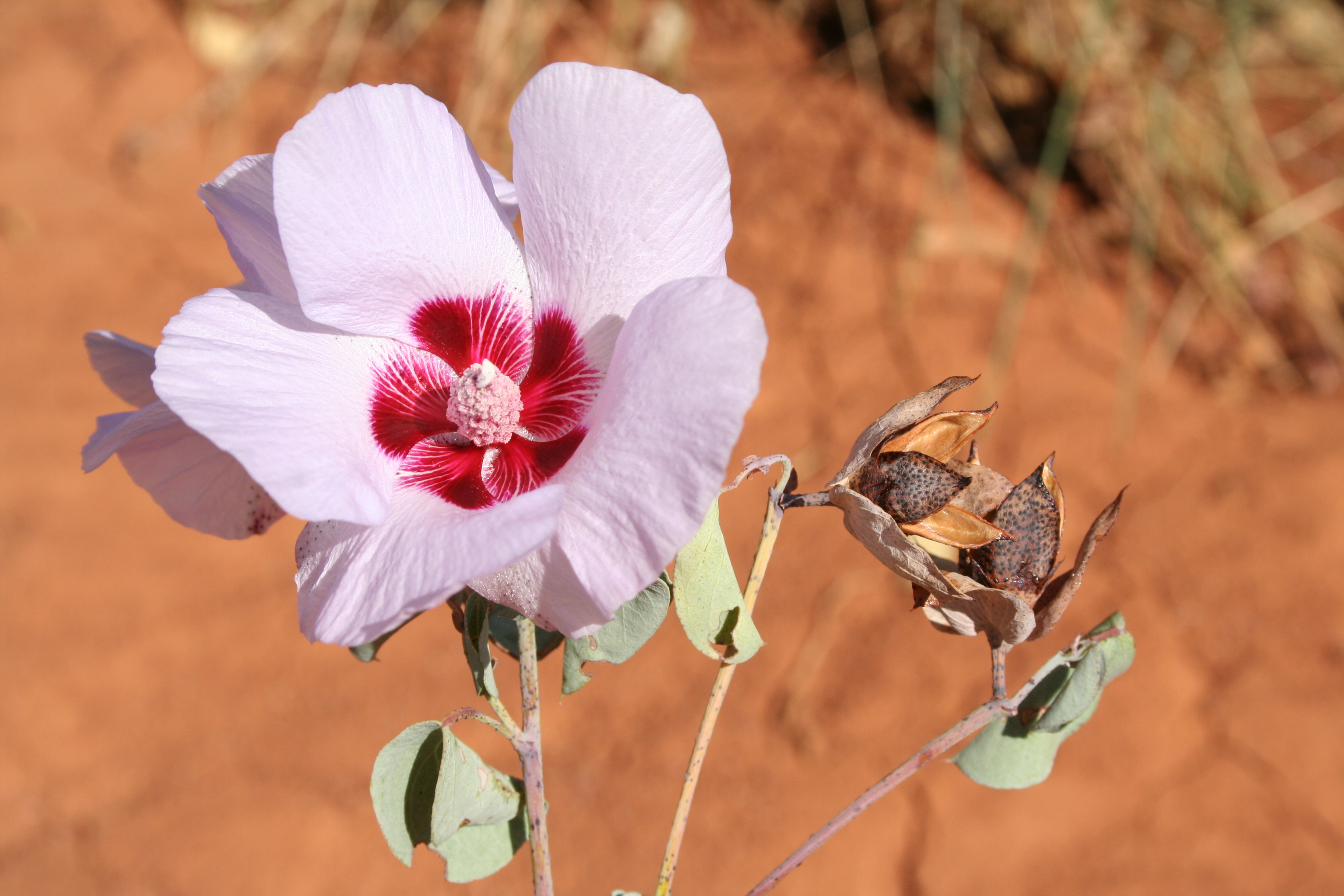 Sturt's Desert Rose