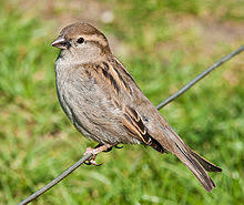sparrow outback farming rural adventure