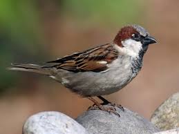 House Sparrow - male ecotourism hiking nature outdoors
