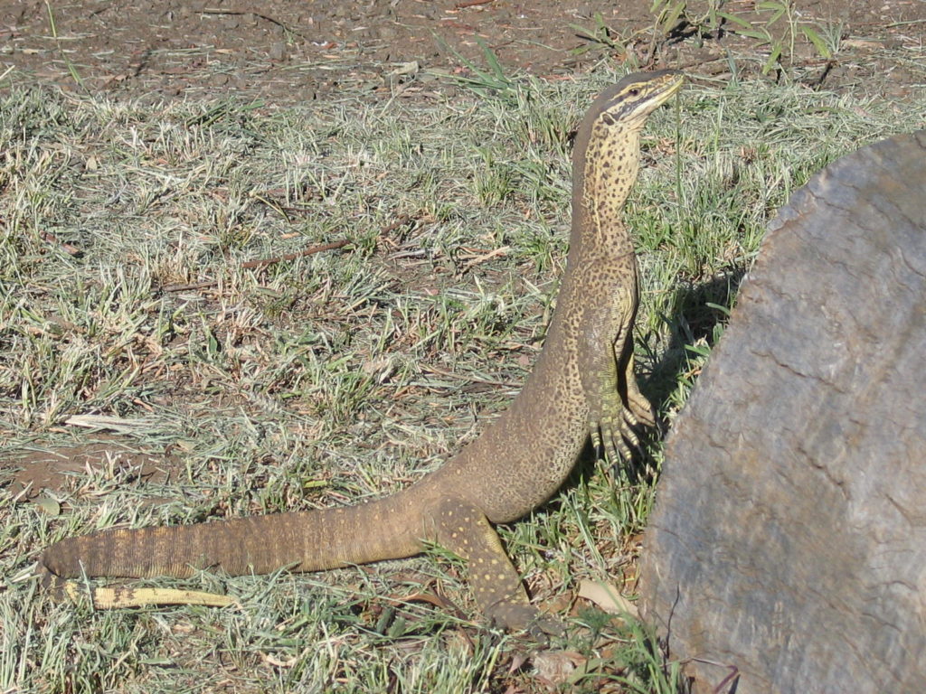 ecotourism Roma Queensland Outback rural farm Carnarvon Gorge