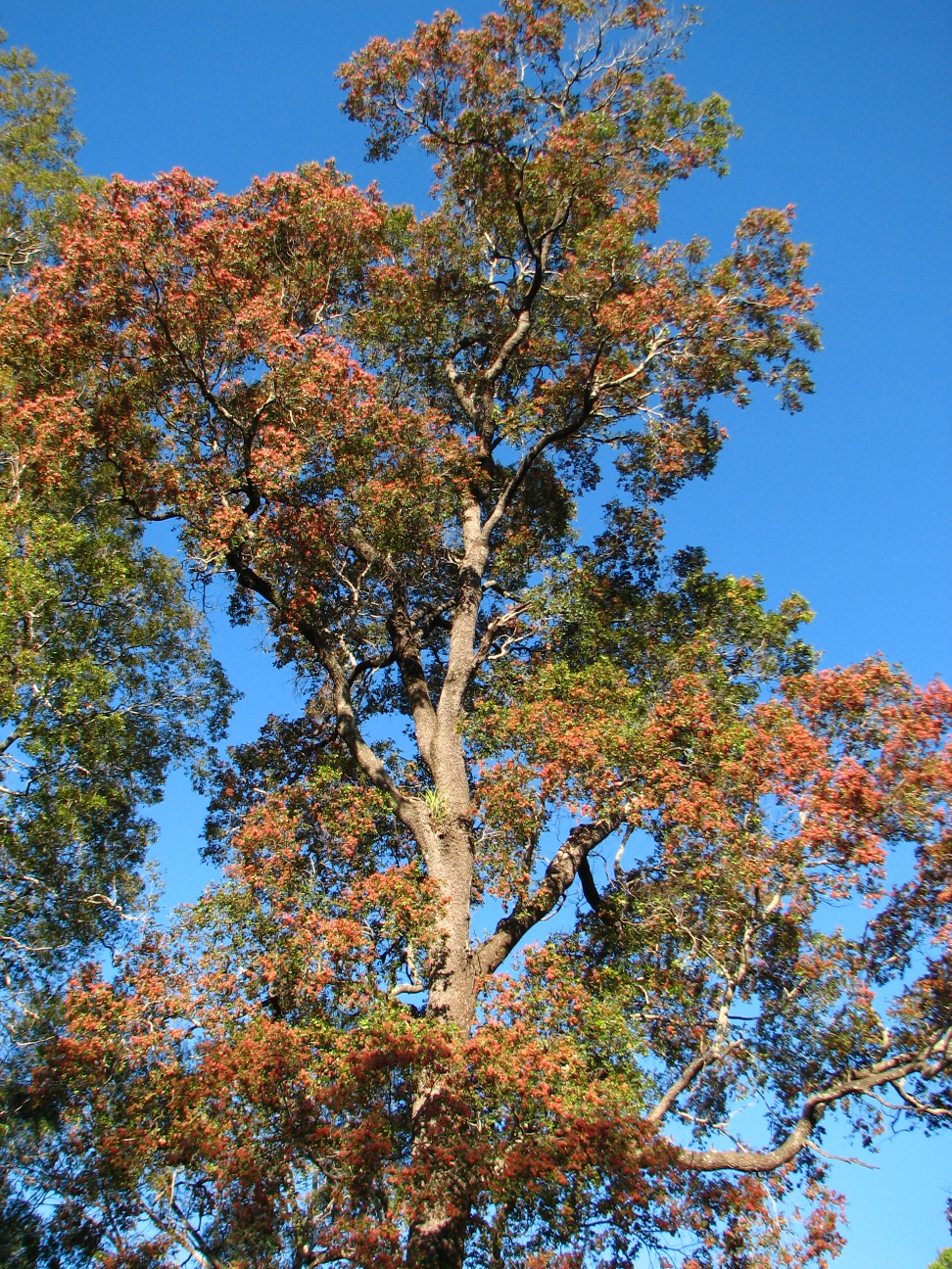 Flowering Ooline tree