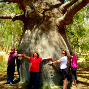 Roma's Biggest Bottle Tree outback queensland