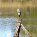 Water bird on Railway Dam. Roma Bush Gardens