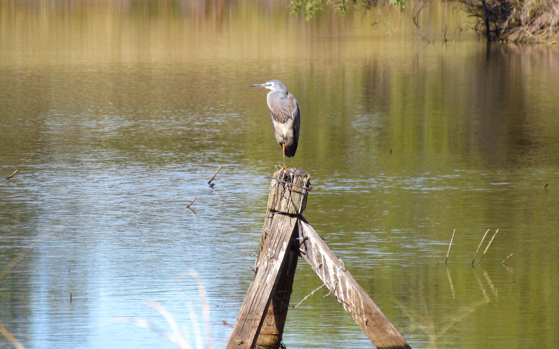 Water bird on Railway Dam. Roma Bush Gardens