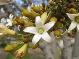 Broad-leaved Bottle Tree flowers