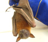 bat tours ecotours carnarvon roma