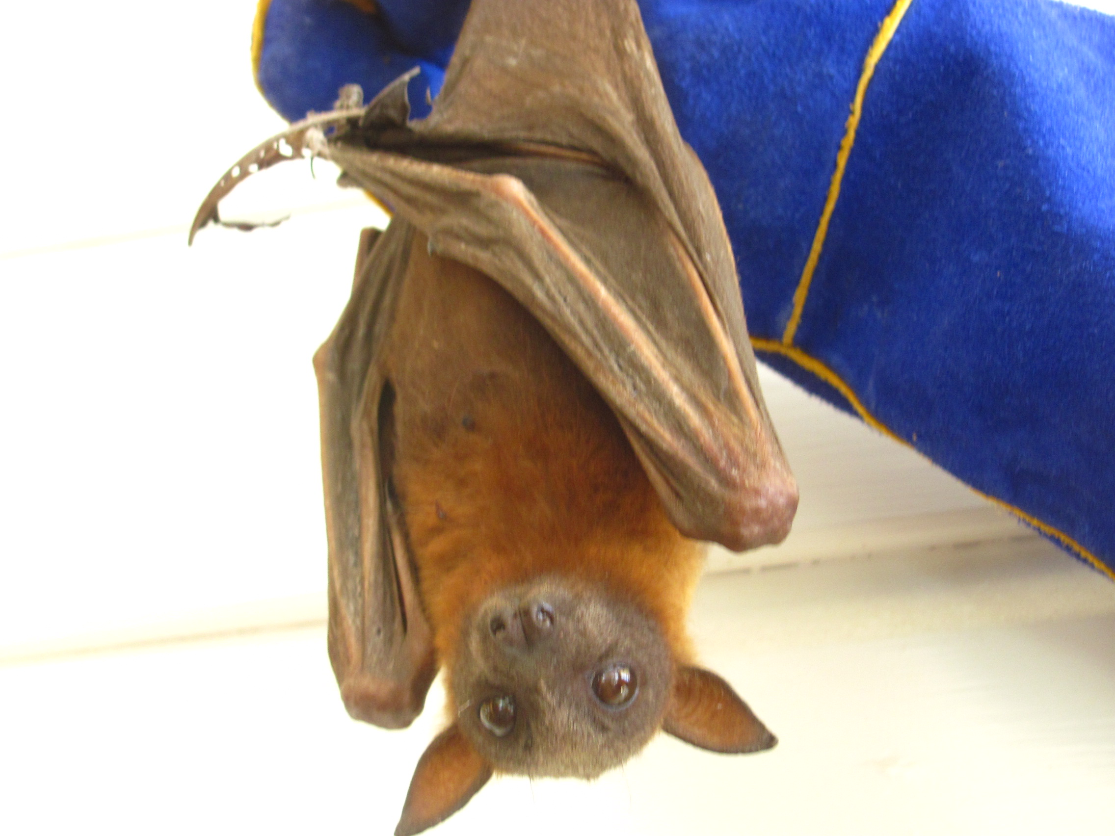 bat tours ecotours carnarvon roma