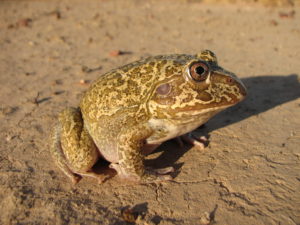 New Holland Frog or Snapping Frog Cyclorana novaehollandiae