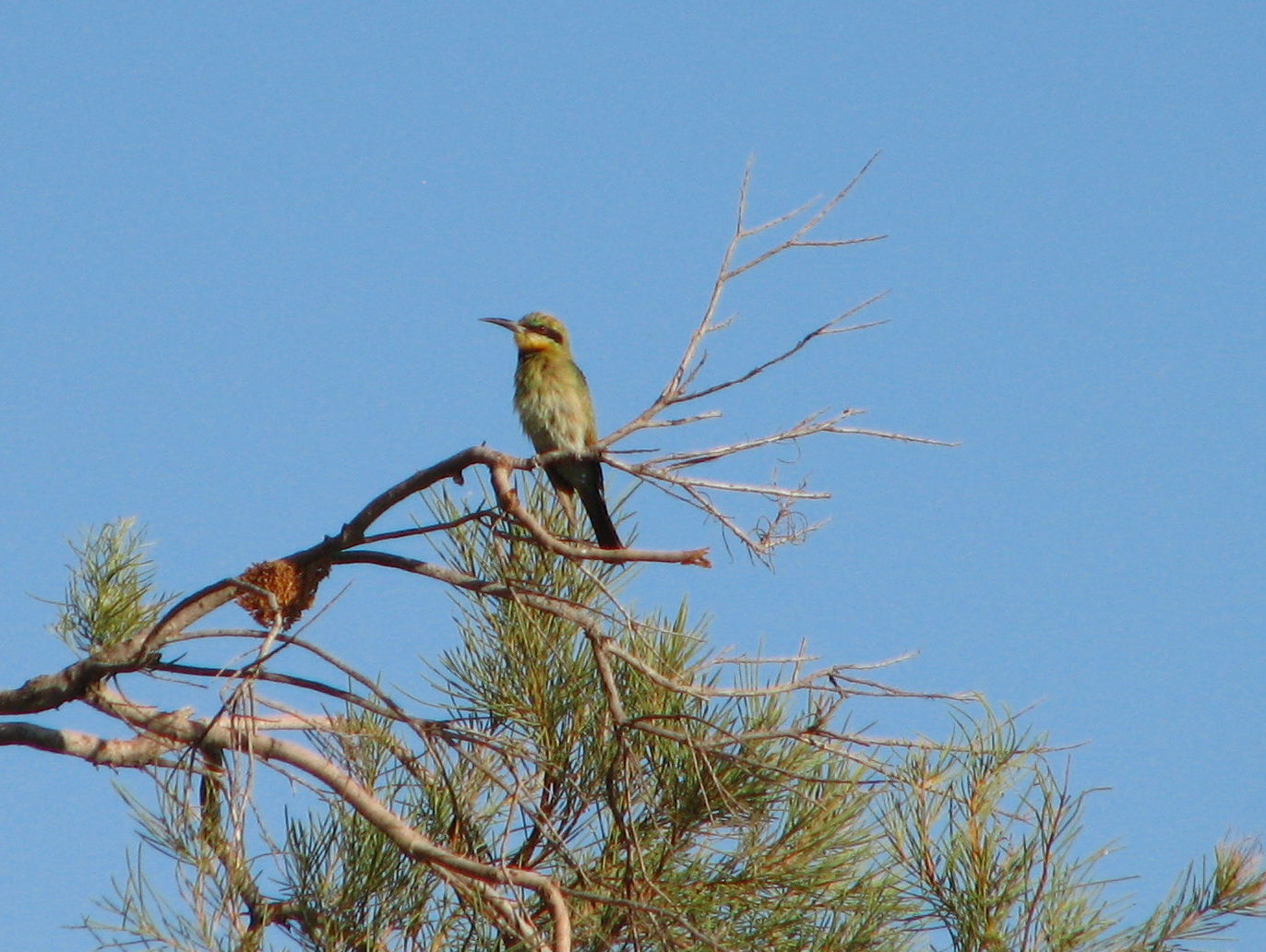 Rainbow Bee Eater - birds