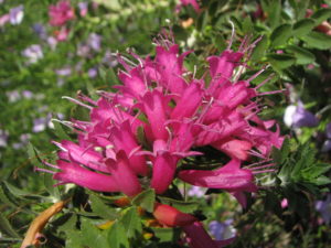 native australian flowers Roma Queensland wildflowers