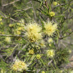 Gurulmundi wildflowers