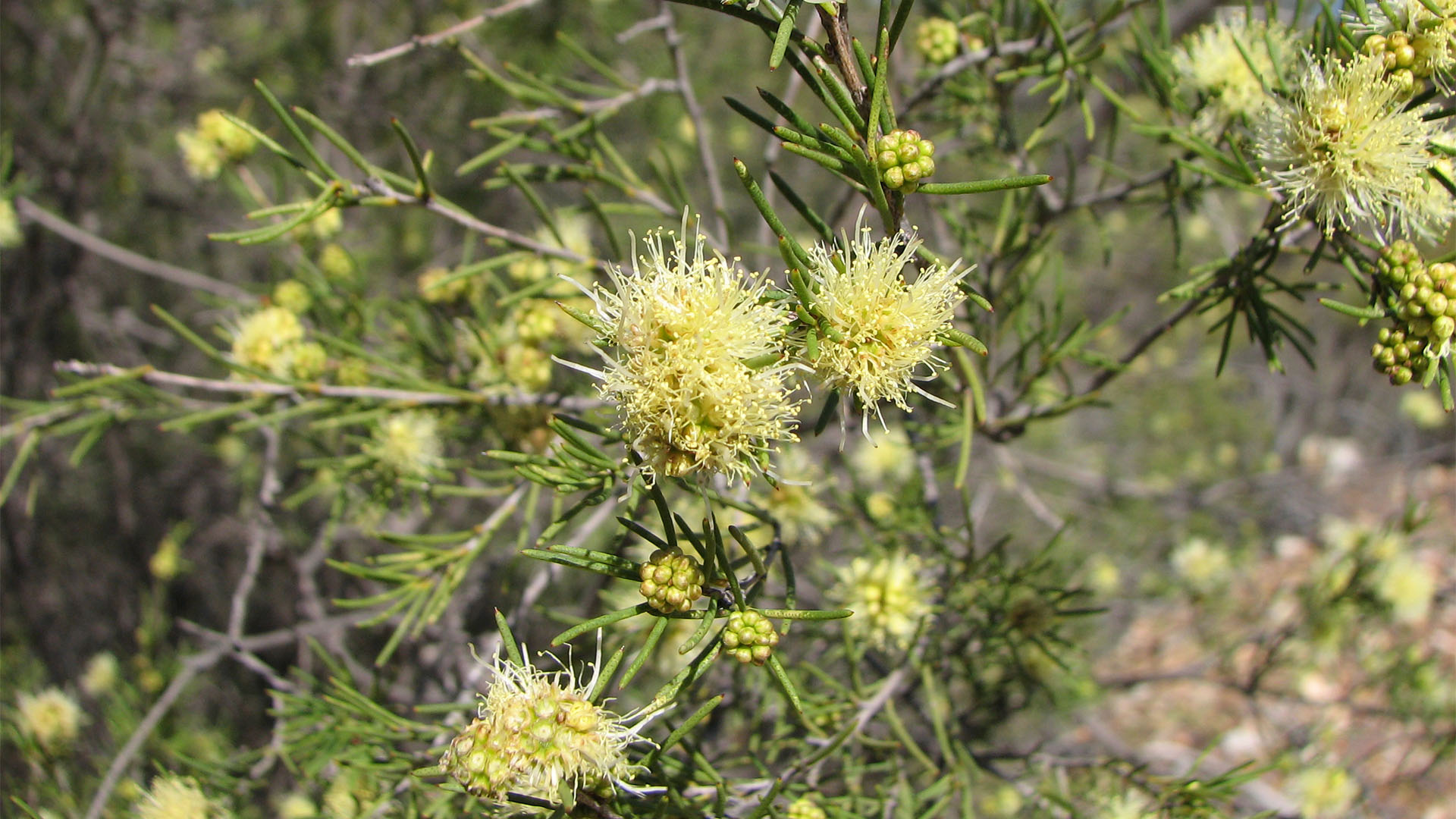 Gurulmundi wildflowers