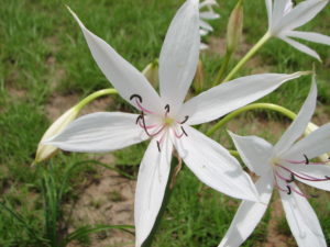 Crinum or Darling Lily flower