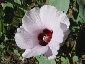 Sturt's Desert Rose