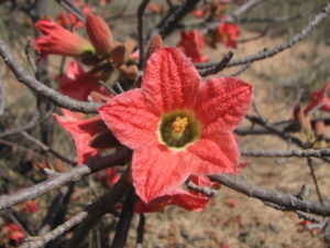 little kurrajong flower red