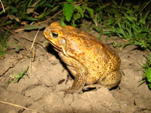 Bufonidae Rhinella marina cane toad