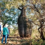 A group of guests in the bush looking up at a large tree