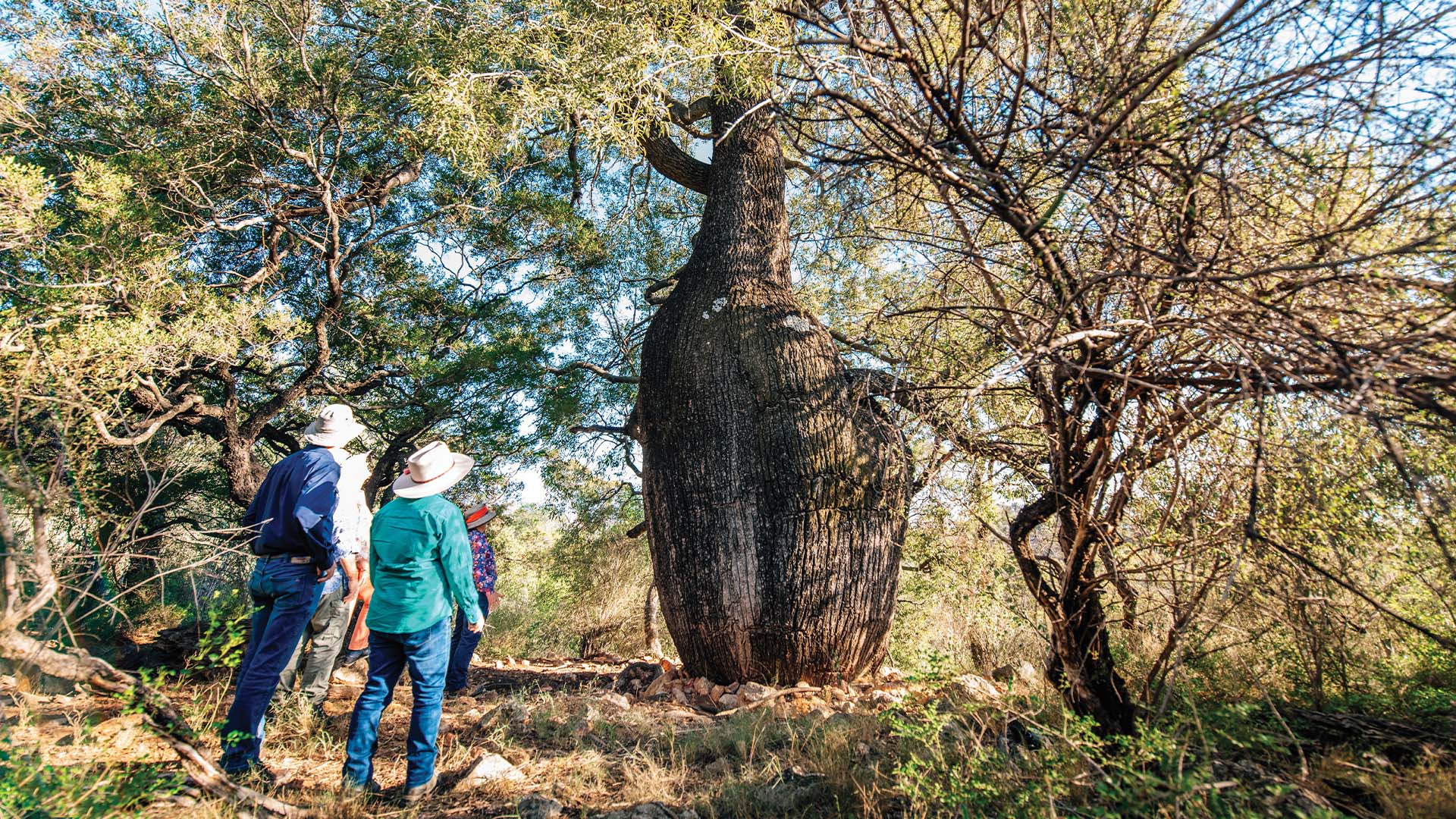 A group of guests in the bush looking up at a large tree