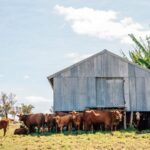 A herd of cows crowded around a shed