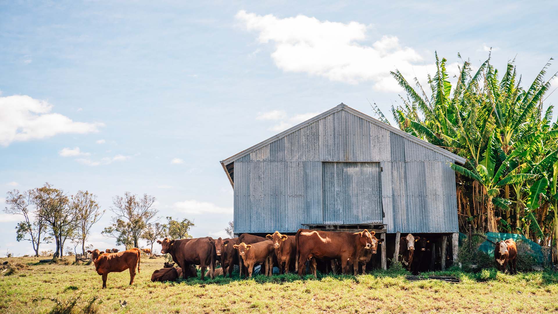 A herd of cows crowded around a shed