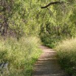 Pathway through the bush