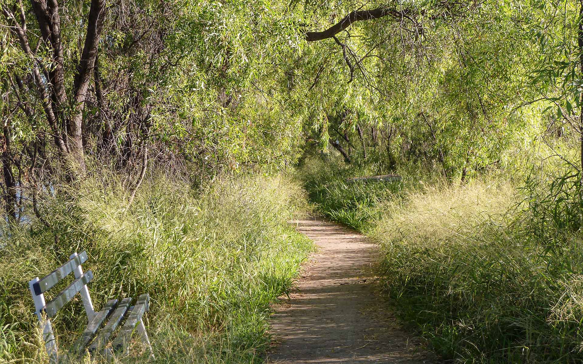 Pathway through the bush