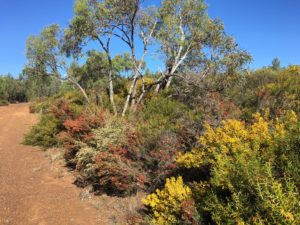 wildflowers at Gurulmundi