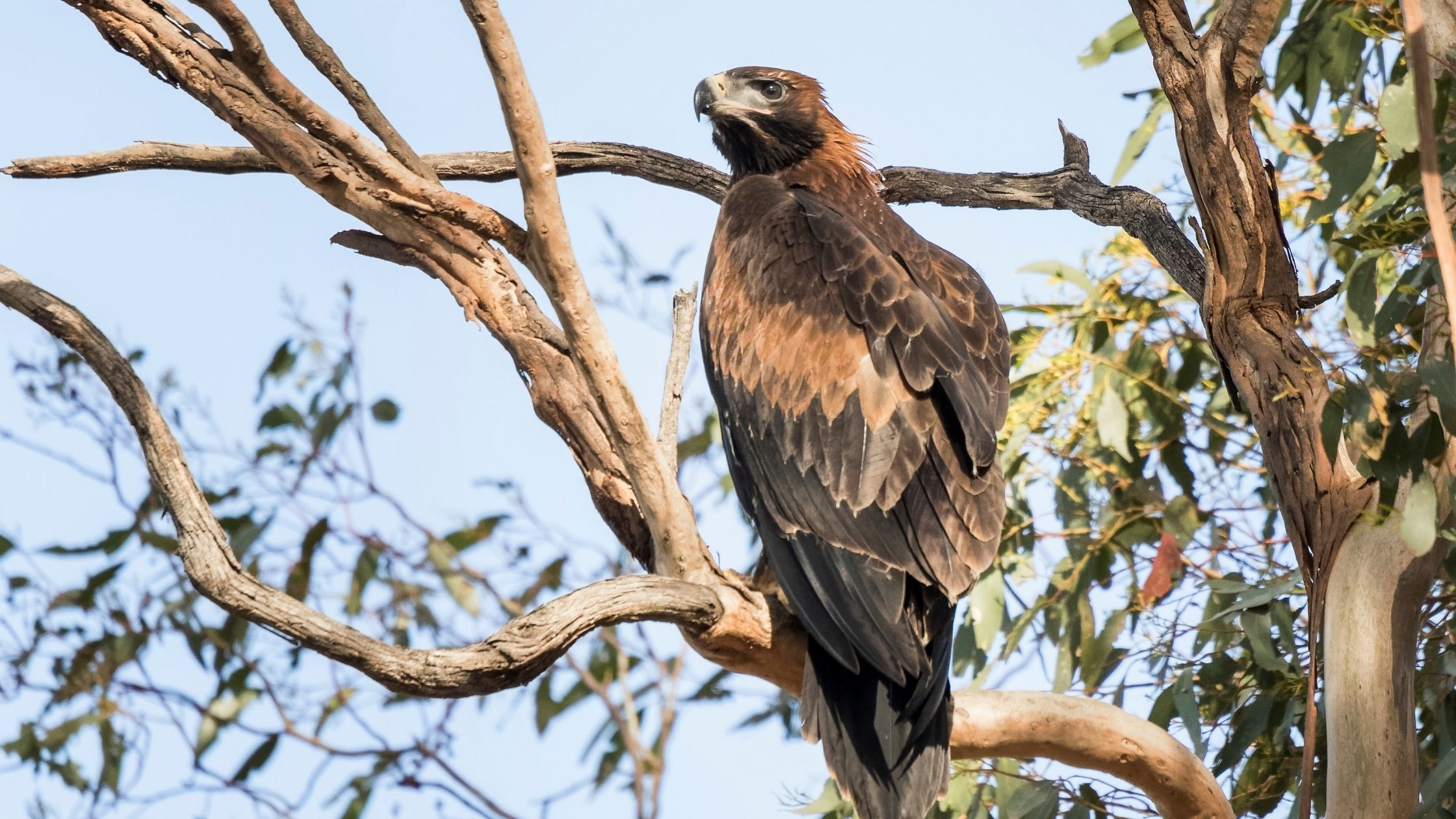 Wedge Tailed Eagle