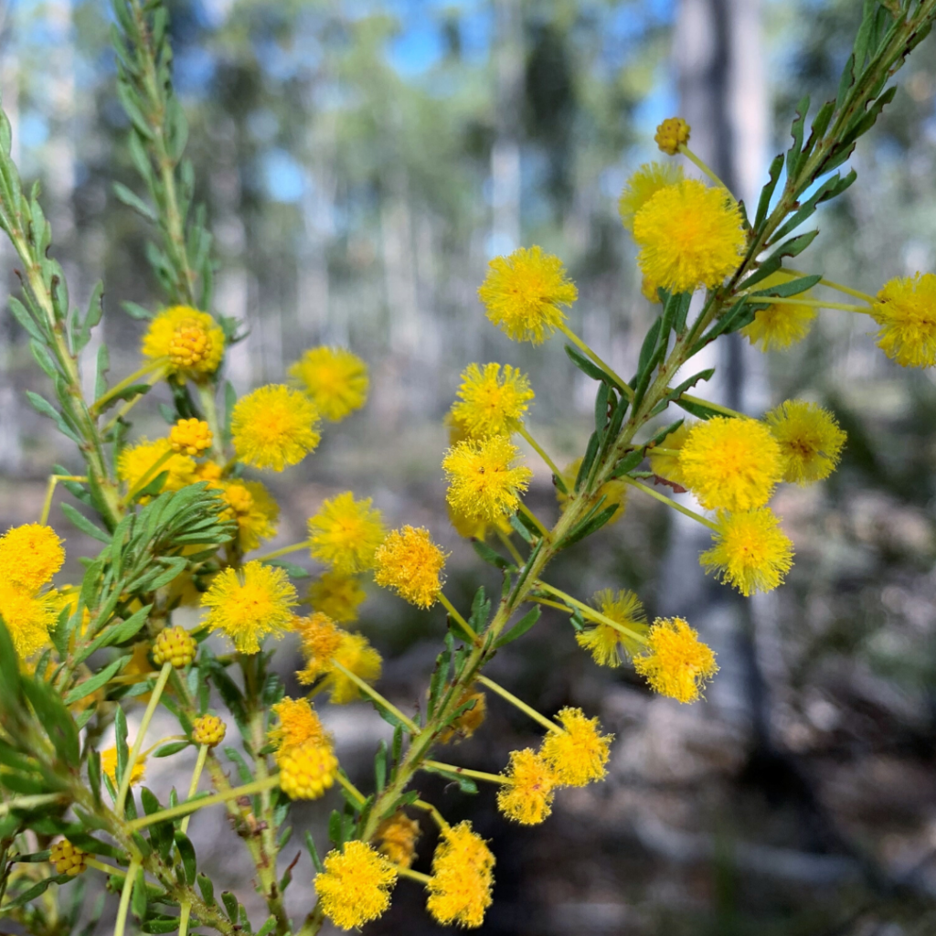 Acacia Conferta wattle botanist Roma Queensland