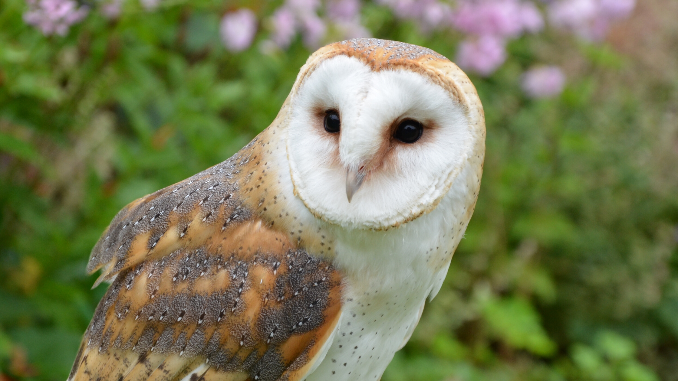 Barn Owl