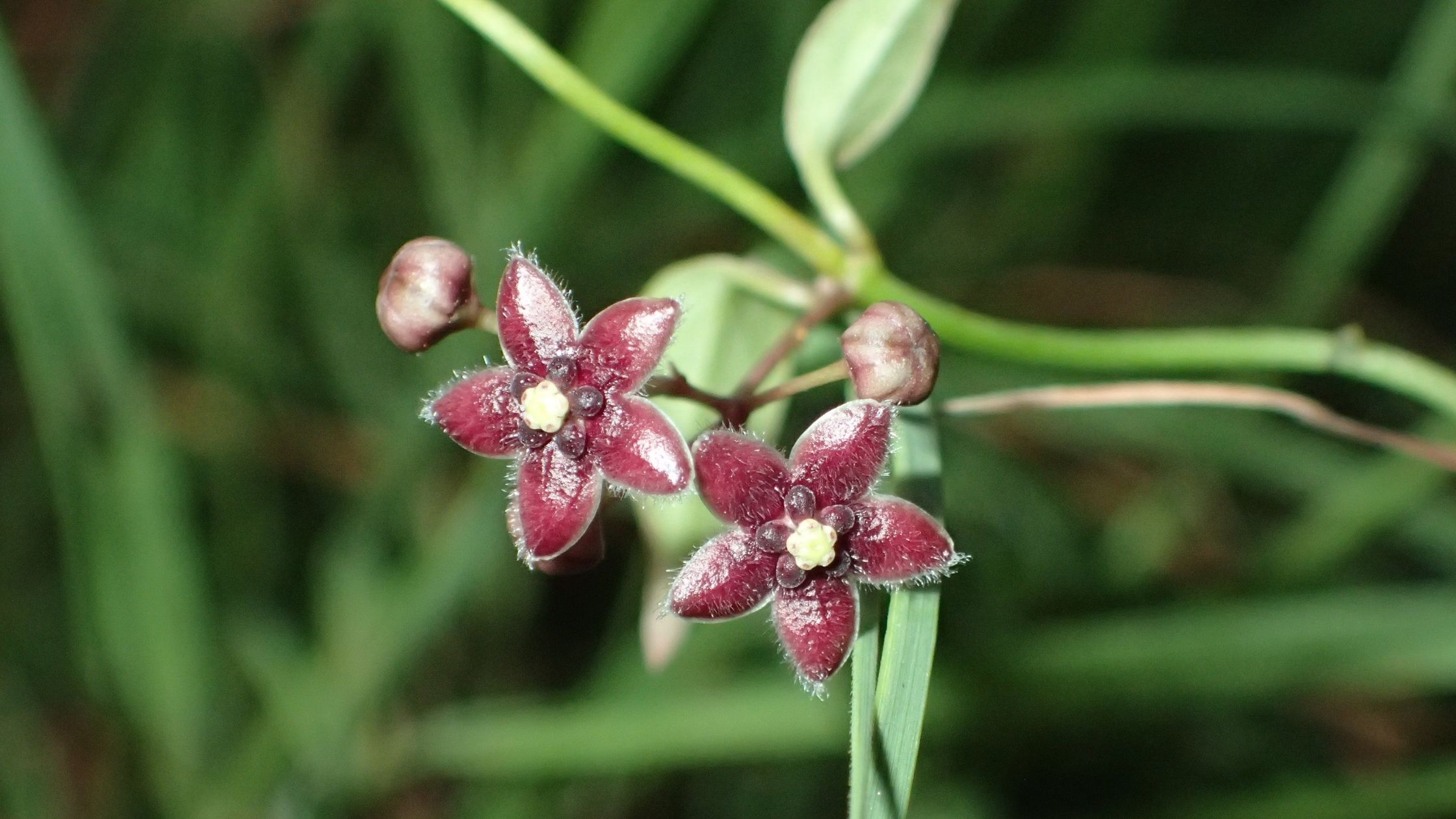 Tylophora linearis