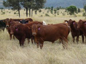cattle stock route farm life country outback queensland