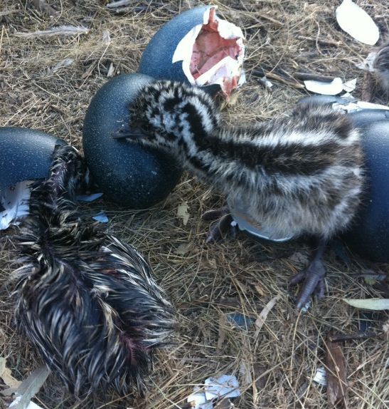 baby emus just hatched