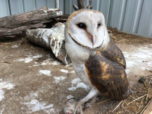 barn owl ecologist ecotours ecotourism Carnarvon Outback Queensland