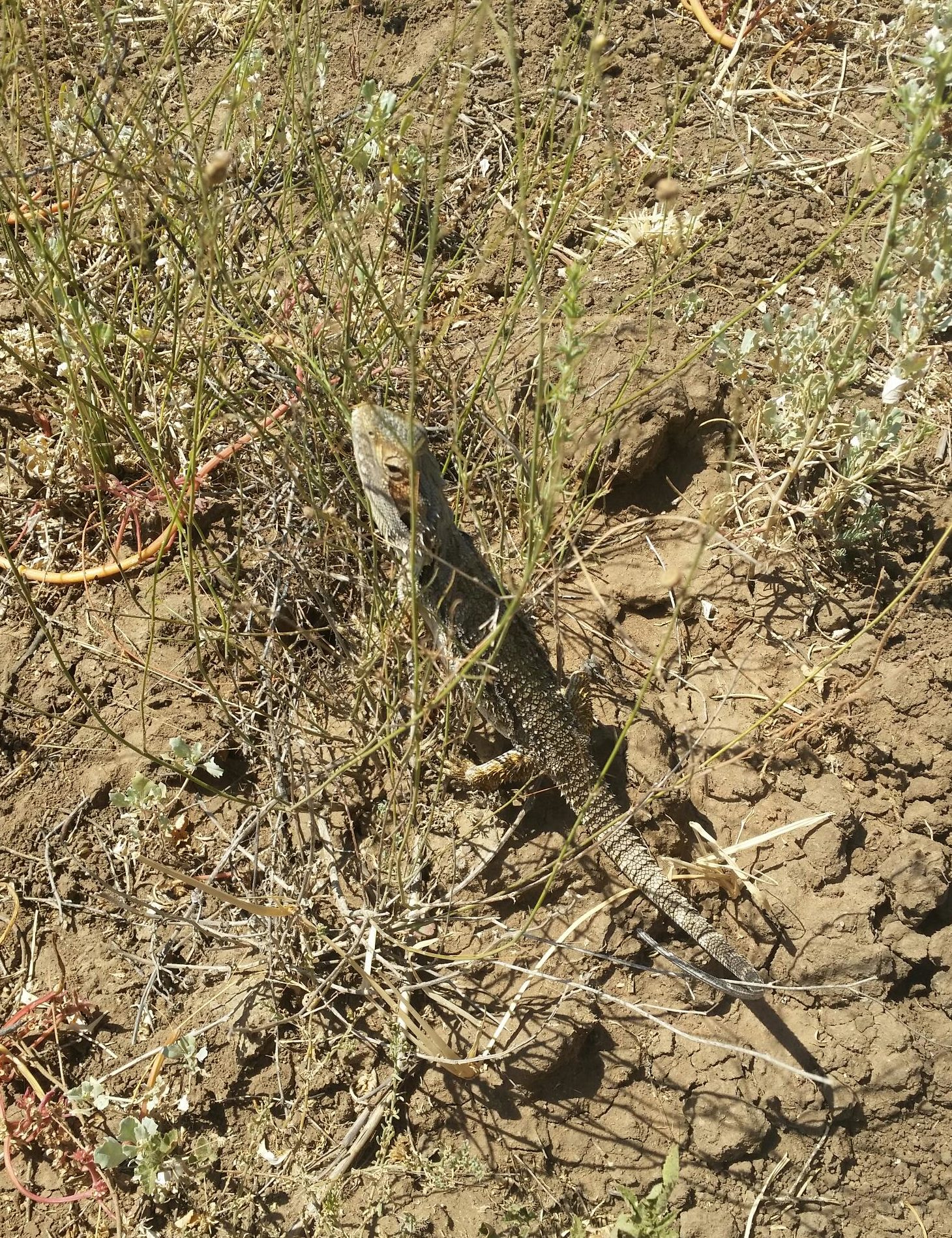 bearded dragon found in Roma Outback Queensland