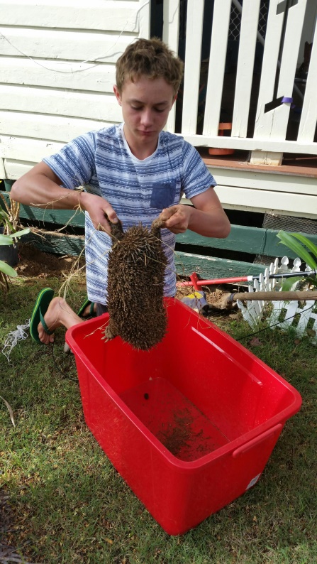 Rescued echidna Roma Queensland Outback