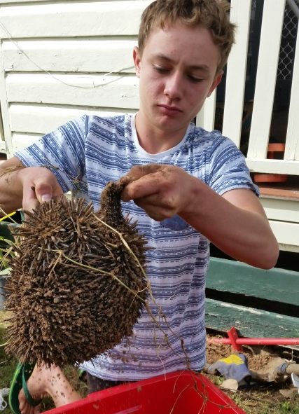 rescued echidna