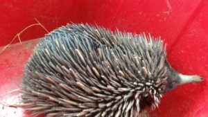 Rescued echidna Roma Queensland Outback