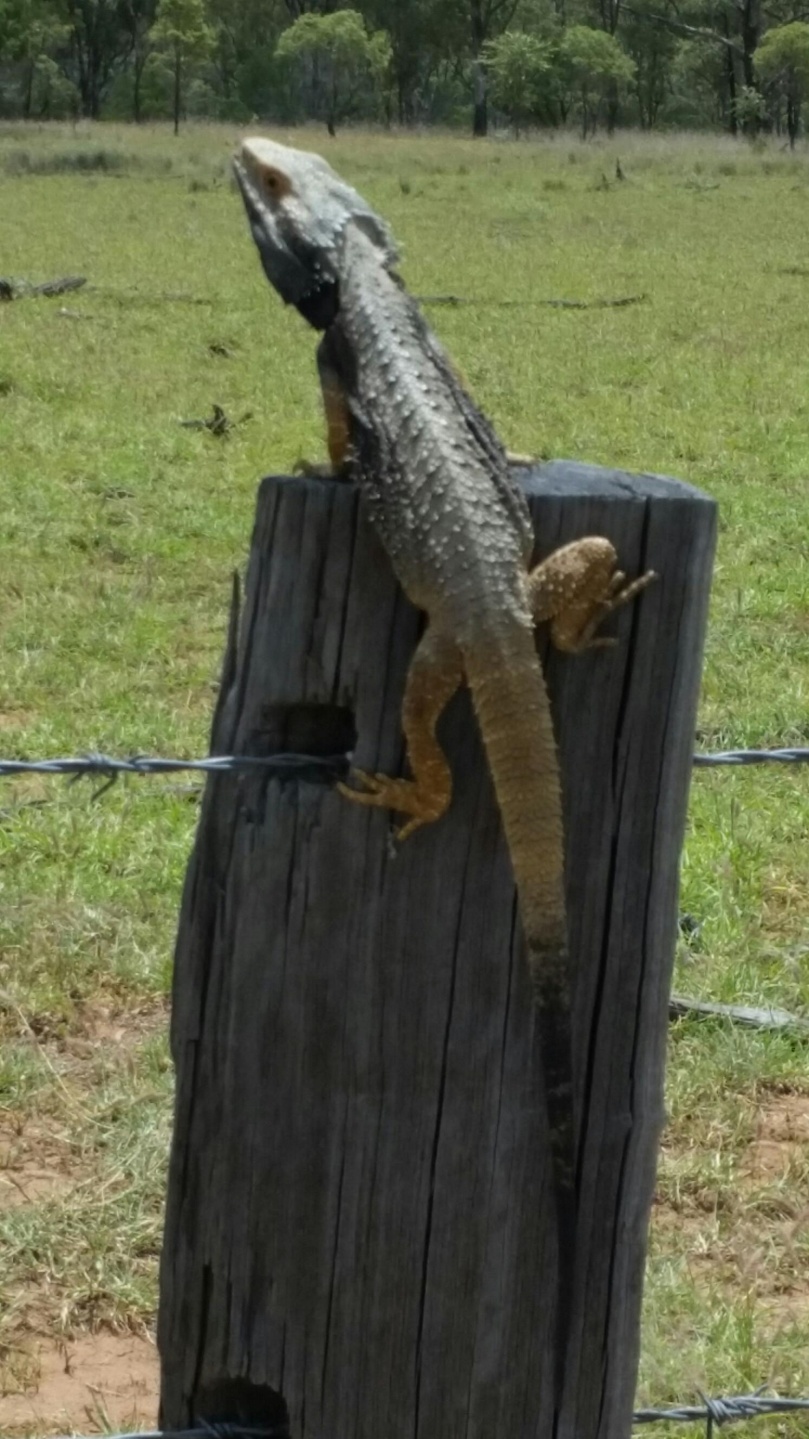 Bearded Dragon outback queensland Roma region farm visit