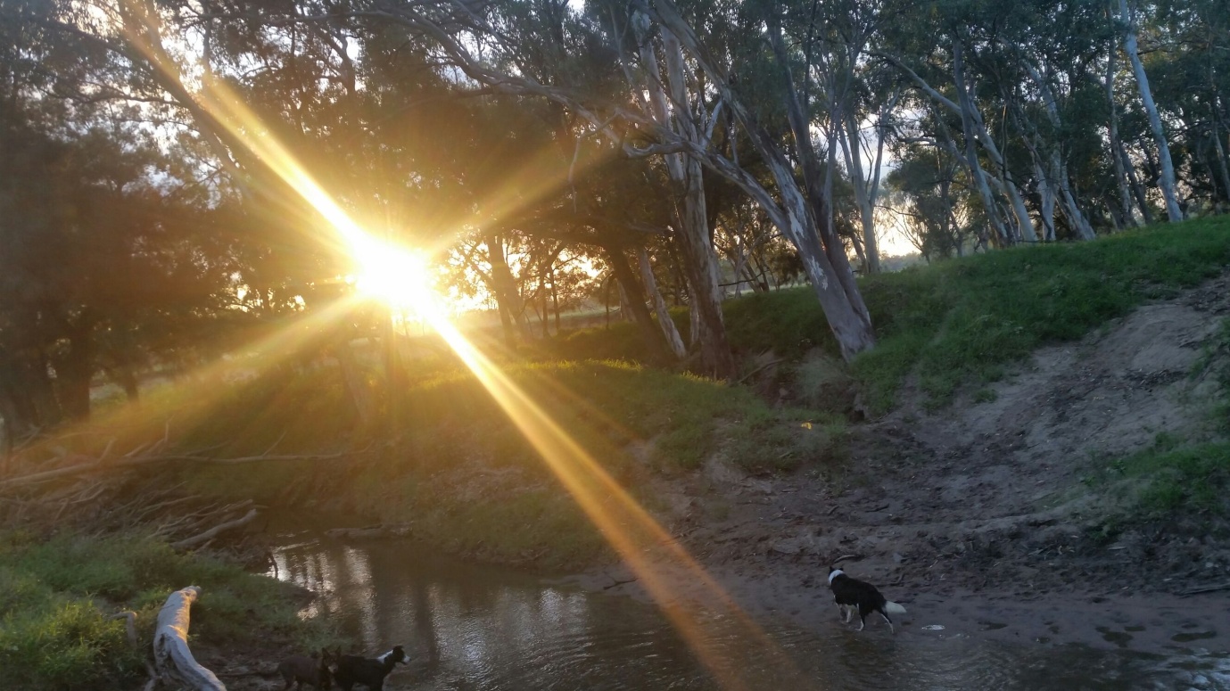 Early Mornings on the farm dogs cattle Roma region Queensland Outback flood water