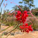 Australian native display