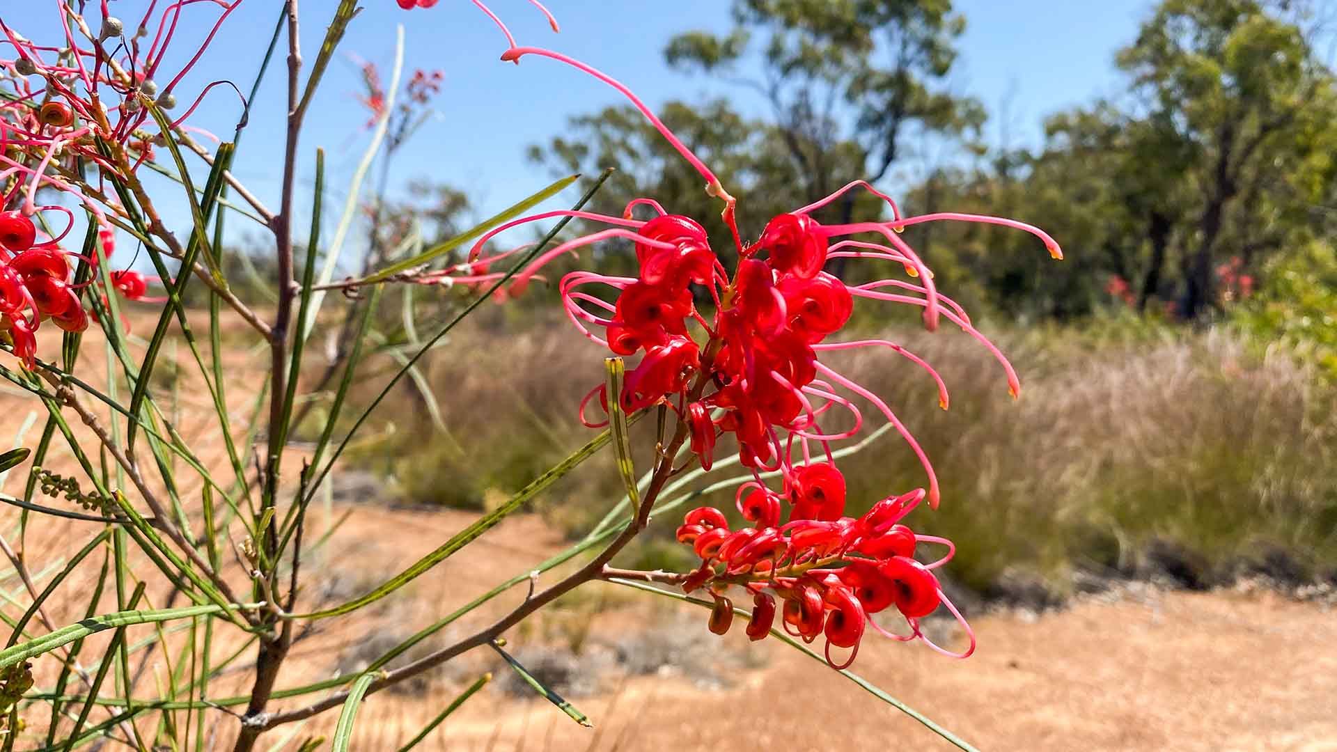 Australian native display