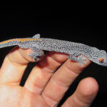 A close-up of a lizard resting on someone's hand