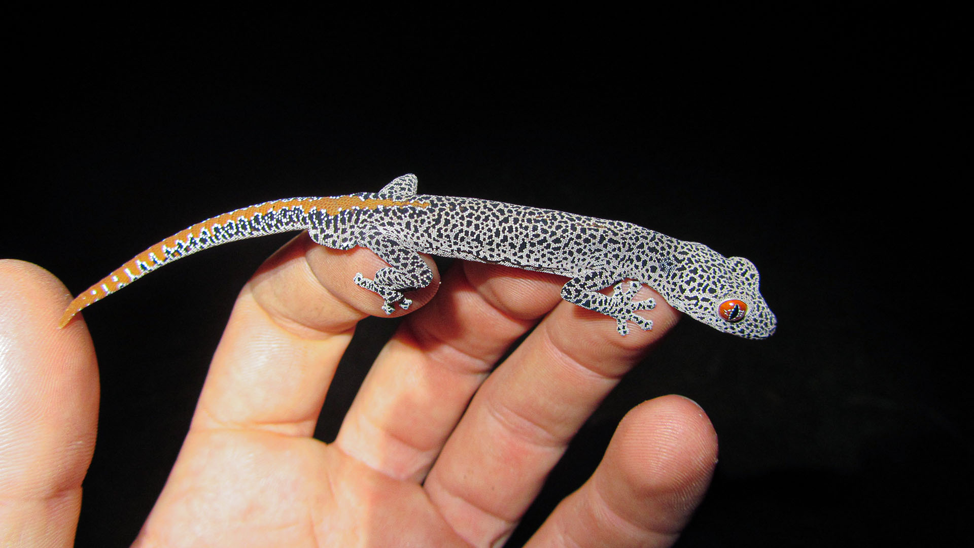 A close-up of a lizard resting on someone's hand