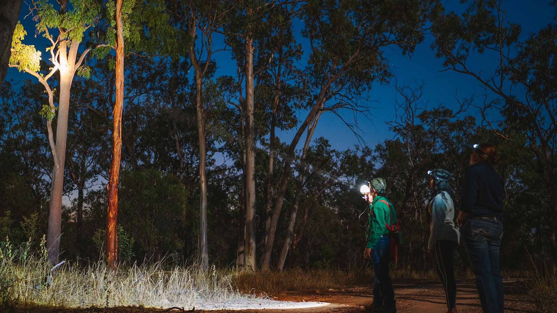Night spotlighting in the bush