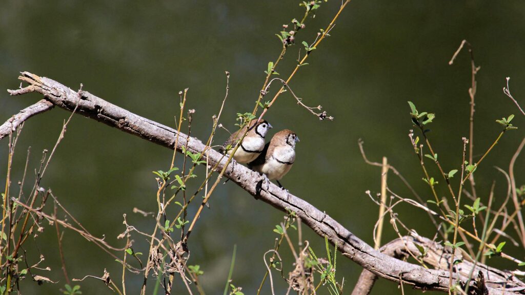 two birds sitting on a branch